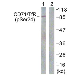 Western Blot - Anti-CD71 (phospho Ser24) Antibody (A0852) - Antibodies.com