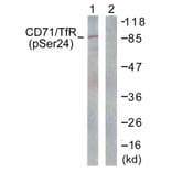 Western Blot - Anti-CD71 (phospho Ser24) Antibody (A0852) - Antibodies.com
