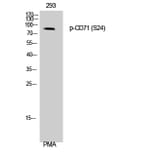 Western Blot - Anti-CD71 (phospho Ser24) Antibody (A0852) - Antibodies.com