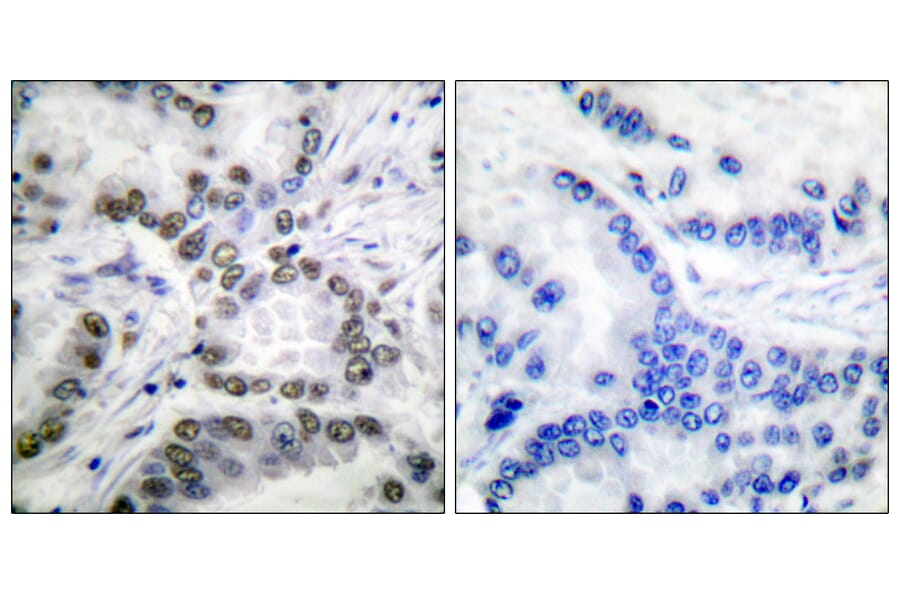 Immunohistochemistry - Anti-CBP (acetyl Lys1535) Antibody (D0019) - Antibodies.com