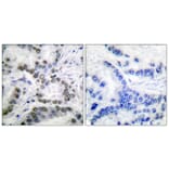 Immunohistochemistry - Anti-CBP (acetyl Lys1535) Antibody (D0019) - Antibodies.com