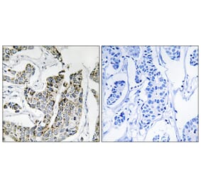 Immunohistochemistry - Anti-BLK (phospho Tyr501) Antibody (A8081) - Antibodies.com