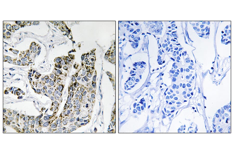 Immunohistochemistry - Anti-BLK (phospho Tyr501) Antibody (A8081) - Antibodies.com