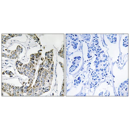 Immunohistochemistry - Anti-BLK (phospho Tyr501) Antibody (A8081) - Antibodies.com