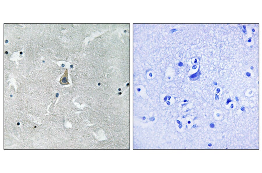 Immunohistochemistry - Anti-Bax (phospho Ser184) Antibody (A8297) - Antibodies.com