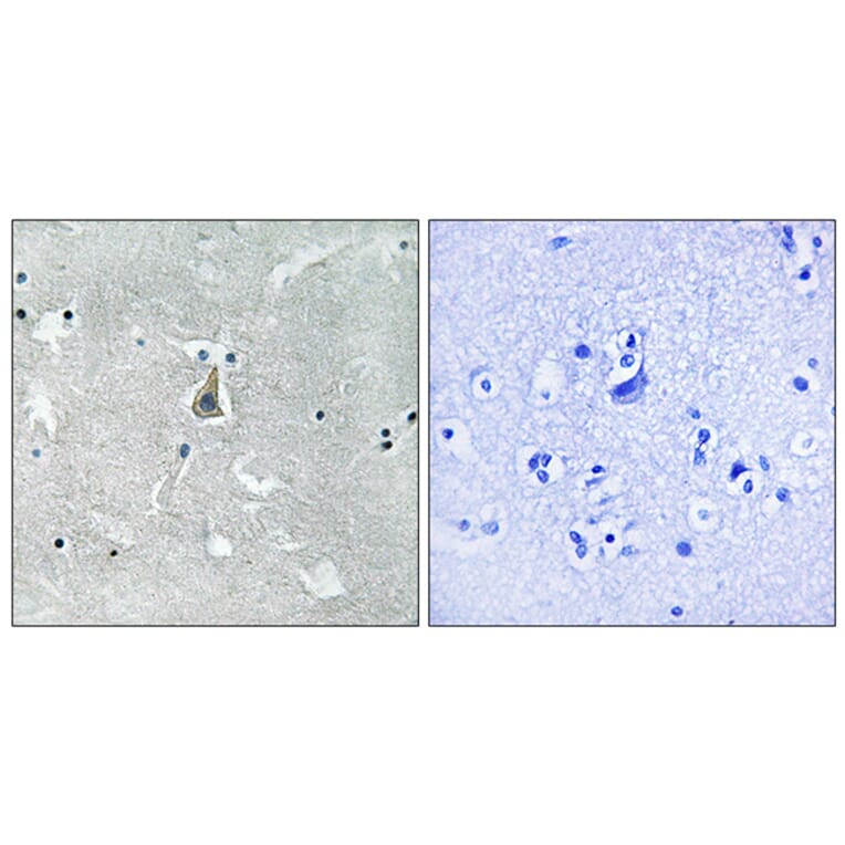 Immunohistochemistry - Anti-Bax (phospho Ser184) Antibody (A8297) - Antibodies.com