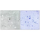 Immunohistochemistry - Anti-Bax (phospho Ser184) Antibody (A8297) - Antibodies.com