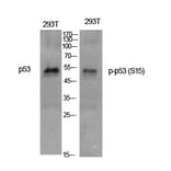 Western Blot - Anti-p53 (phospho Ser15) Antibody (A7180) - Antibodies.com