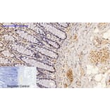 Immunohistochemistry - Anti-p53 (phospho Ser15) Antibody (A7180) - Antibodies.com