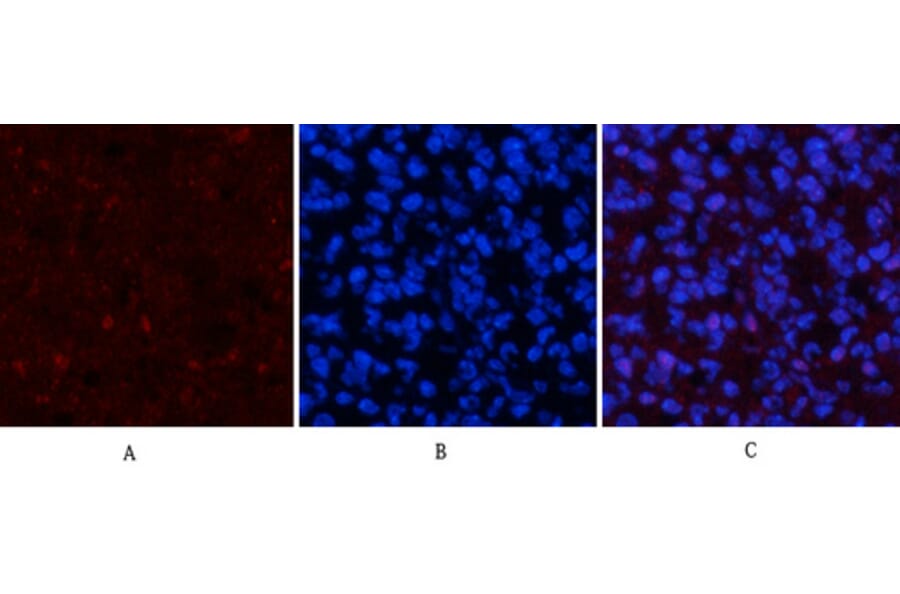 Immunofluorescence - Anti-p53 (phospho Ser15) Antibody (A7180) - Antibodies.com