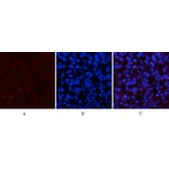 Immunofluorescence - Anti-p53 (phospho Ser15) Antibody (A7180) - Antibodies.com