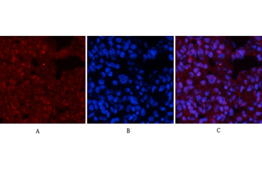 Immunofluorescence - Anti-p53 (phospho Ser15) Antibody (A7180) - Antibodies.com