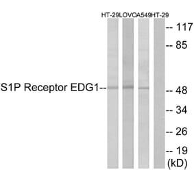 Western Blot - Anti-S1P Receptor EDG1 Antibody (B1180) - Antibodies.com