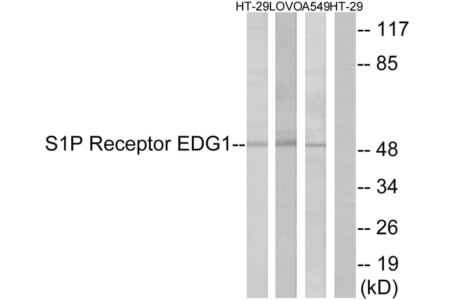 Western Blot - Anti-S1P Receptor EDG1 Antibody (B1180) - Antibodies.com