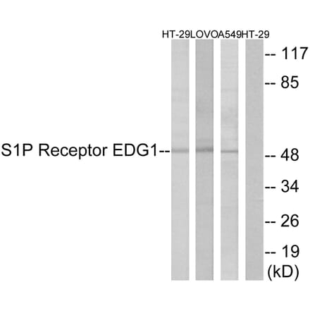 Western Blot - Anti-S1P Receptor EDG1 Antibody (B1180) - Antibodies.com