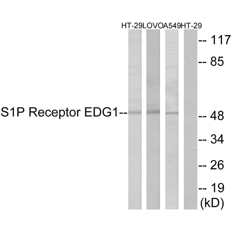 Western Blot - Anti-S1P Receptor EDG1 Antibody (B1180) - Antibodies.com
