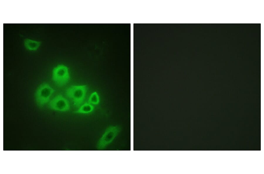 Immunofluorescence - Anti-S1P Receptor EDG1 Antibody (B1180) - Antibodies.com