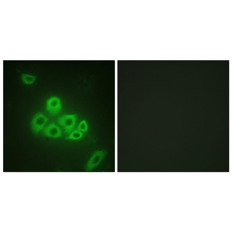Immunofluorescence - Anti-S1P Receptor EDG1 Antibody (B1180) - Antibodies.com
