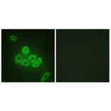 Immunofluorescence - Anti-S1P Receptor EDG1 Antibody (B1180) - Antibodies.com