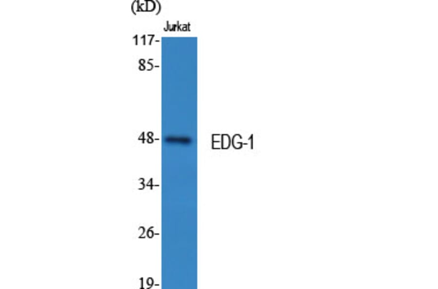Western Blot - Anti-S1P Receptor EDG1 Antibody (B1180) - Antibodies.com