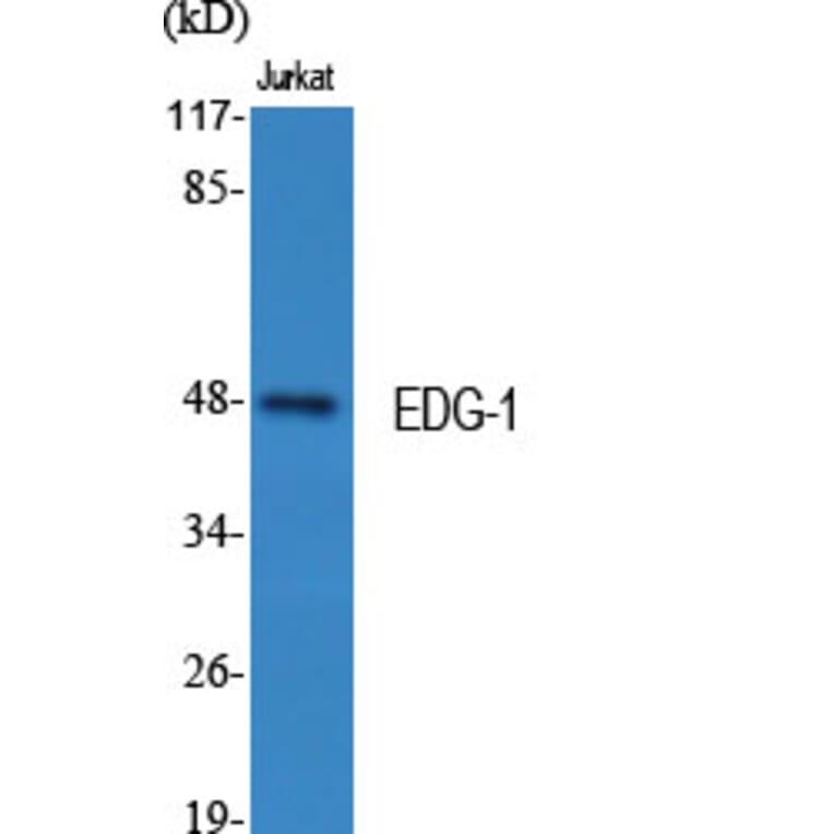 Western Blot - Anti-S1P Receptor EDG1 Antibody (B1180) - Antibodies.com