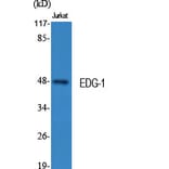 Western Blot - Anti-S1P Receptor EDG1 Antibody (B1180) - Antibodies.com