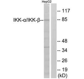 Western Blot - Anti-IKK alpha + beta Antibody (B0440) - Antibodies.com