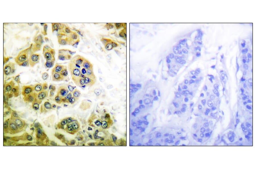 Immunohistochemistry - Anti-IKK alpha + beta Antibody (B0440) - Antibodies.com