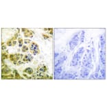 Immunohistochemistry - Anti-IKK alpha + beta Antibody (B0440) - Antibodies.com