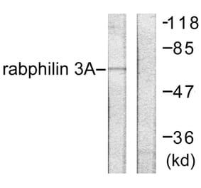 Western Blot - Anti-Rabphilin 3A Antibody (B0563) - Antibodies.com