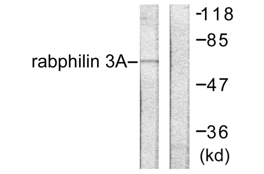 Western Blot - Anti-Rabphilin 3A Antibody (B0563) - Antibodies.com