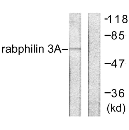 Western Blot - Anti-Rabphilin 3A Antibody (B0563) - Antibodies.com