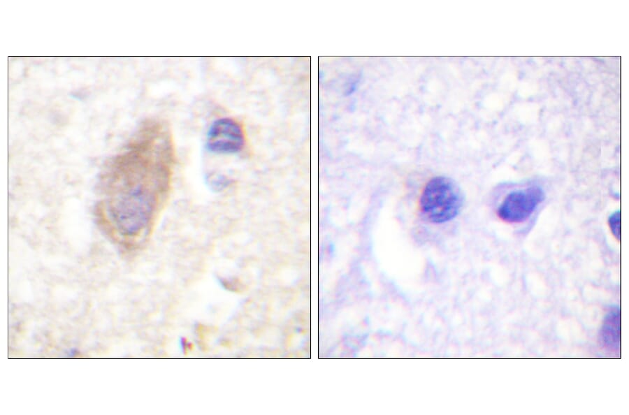 Immunohistochemistry - Anti-Rabphilin 3A Antibody (B0563) - Antibodies.com