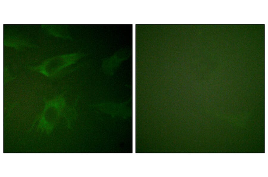 Immunofluorescence - Anti-Rabphilin 3A Antibody (B0563) - Antibodies.com