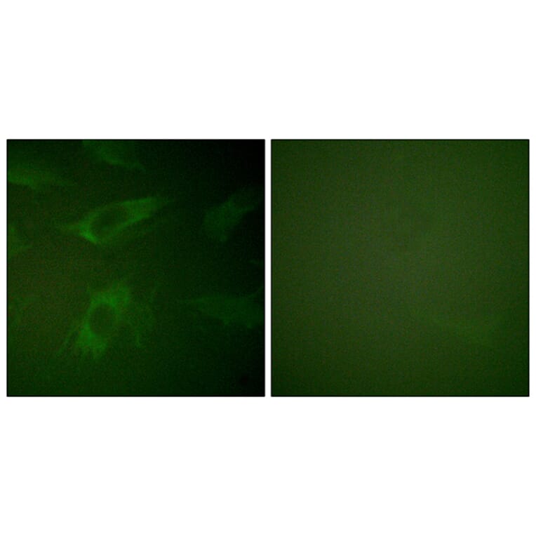 Immunofluorescence - Anti-Rabphilin 3A Antibody (B0563) - Antibodies.com