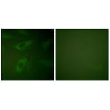 Immunofluorescence - Anti-Rabphilin 3A Antibody (B0563) - Antibodies.com