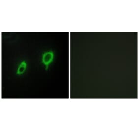 Immunofluorescence - Anti-14-3-3 gamma Antibody (C12004) - Antibodies.com