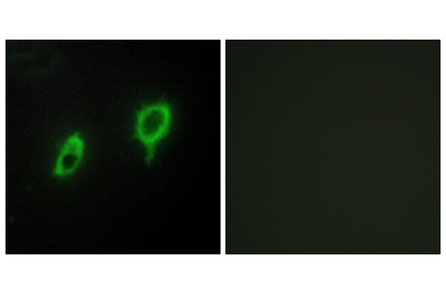 Immunofluorescence - Anti-14-3-3 gamma Antibody (C12004) - Antibodies.com