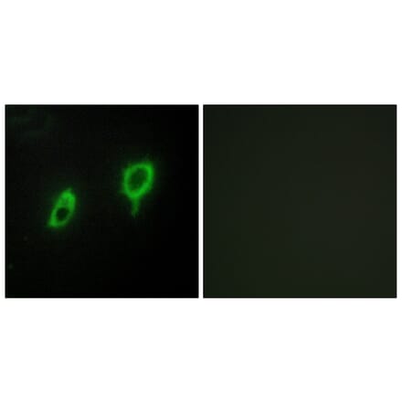 Immunofluorescence - Anti-14-3-3 gamma Antibody (C12004) - Antibodies.com