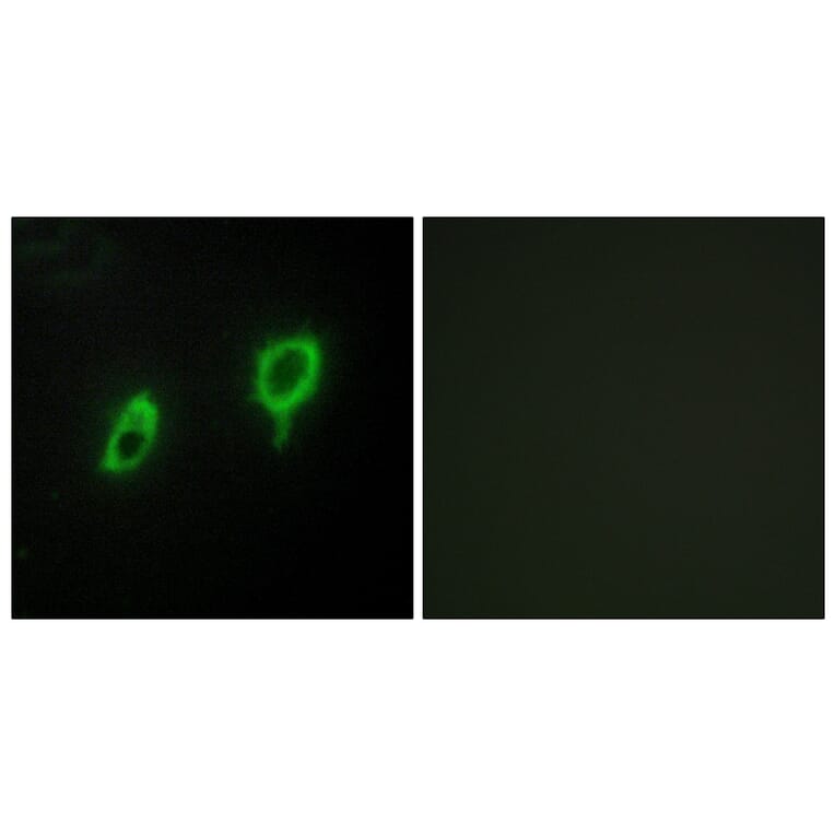 Immunofluorescence - Anti-14-3-3 gamma Antibody (C12004) - Antibodies.com