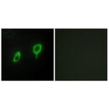 Immunofluorescence - Anti-14-3-3 gamma Antibody (C12004) - Antibodies.com