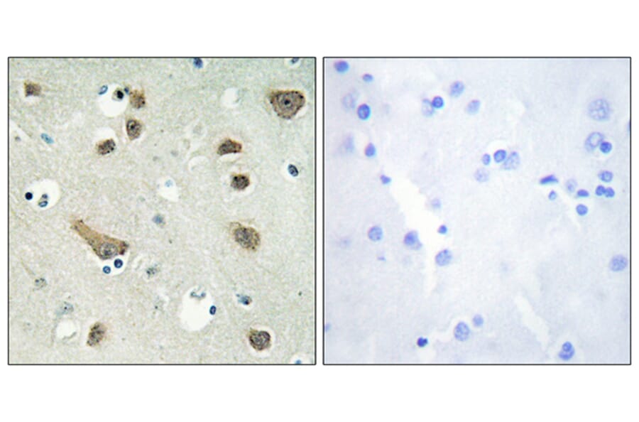 Immunohistochemistry - Anti-14-3-3 gamma Antibody (C12004) - Antibodies.com