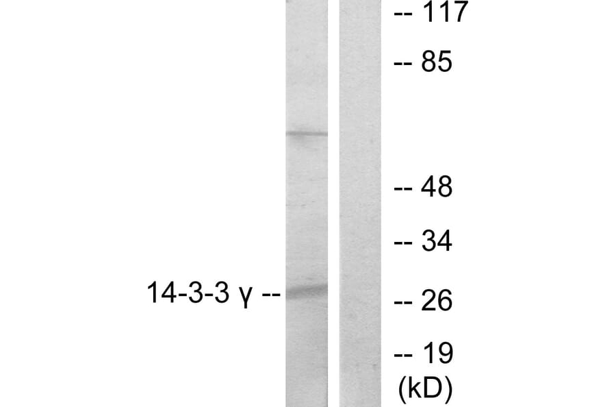 Western Blot - Anti-14-3-3 gamma Antibody (C12004) - Antibodies.com