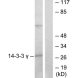 Western Blot - Anti-14-3-3 gamma Antibody (C12004) - Antibodies.com