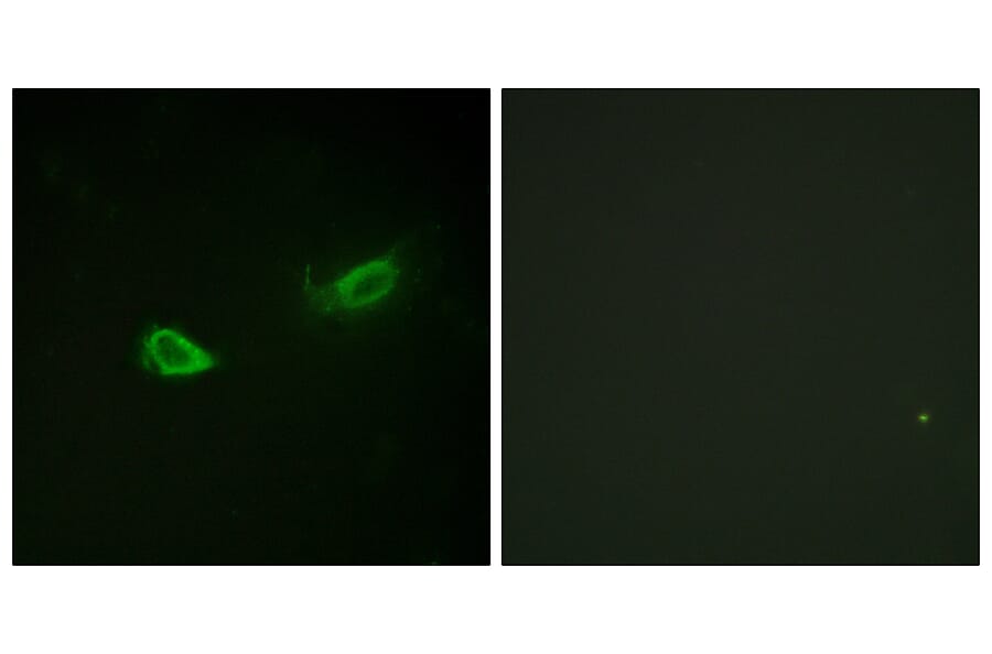 Immunofluorescence - Anti-alpha 1 Sodium Potassium ATPase (phospho Ser23) Antibody (A1136) - Antibodies.com