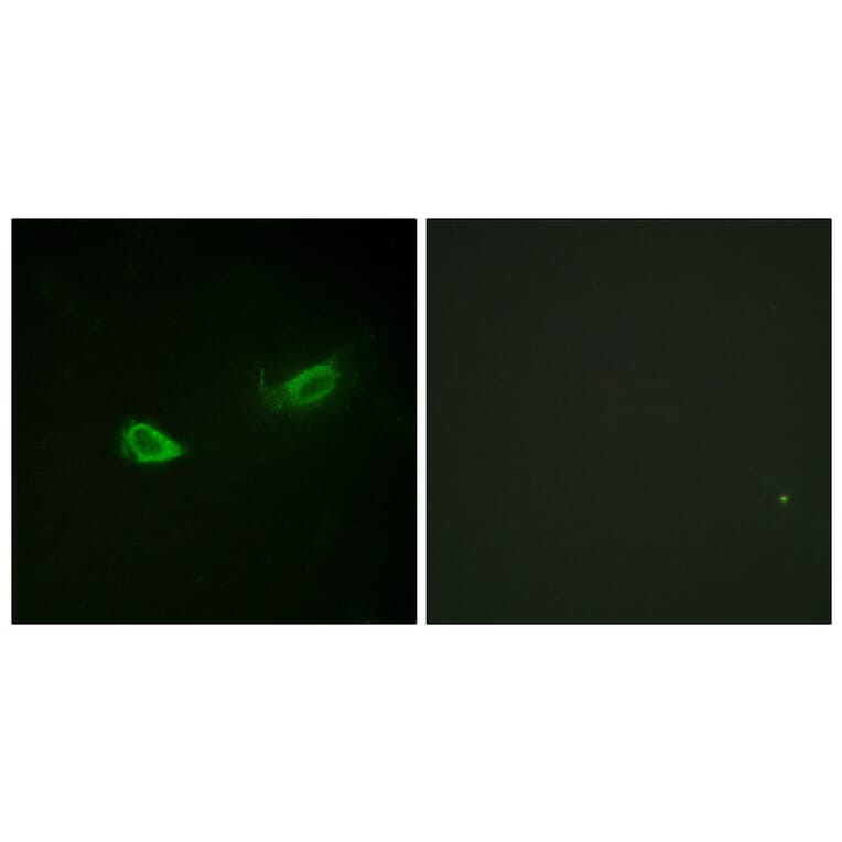 Immunofluorescence - Anti-alpha 1 Sodium Potassium ATPase (phospho Ser23) Antibody (A1136) - Antibodies.com