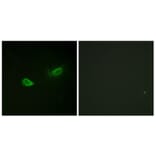 Immunofluorescence - Anti-alpha 1 Sodium Potassium ATPase (phospho Ser23) Antibody (A1136) - Antibodies.com