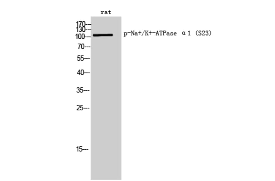 Western Blot - Anti-alpha 1 Sodium Potassium ATPase (phospho Ser23) Antibody (A1136) - Antibodies.com