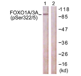 Western Blot - Anti-FOXO1A + FOXO3A (phospho Ser322 + Ser325) Antibody (A0485) - Antibodies.com