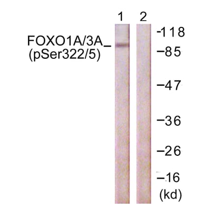 Western Blot - Anti-FOXO1A + FOXO3A (phospho Ser322 + Ser325) Antibody (A0485) - Antibodies.com